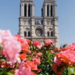 A vibrant view of Notre Dame Cathedral with pink roses in bloom during the day in Paris.