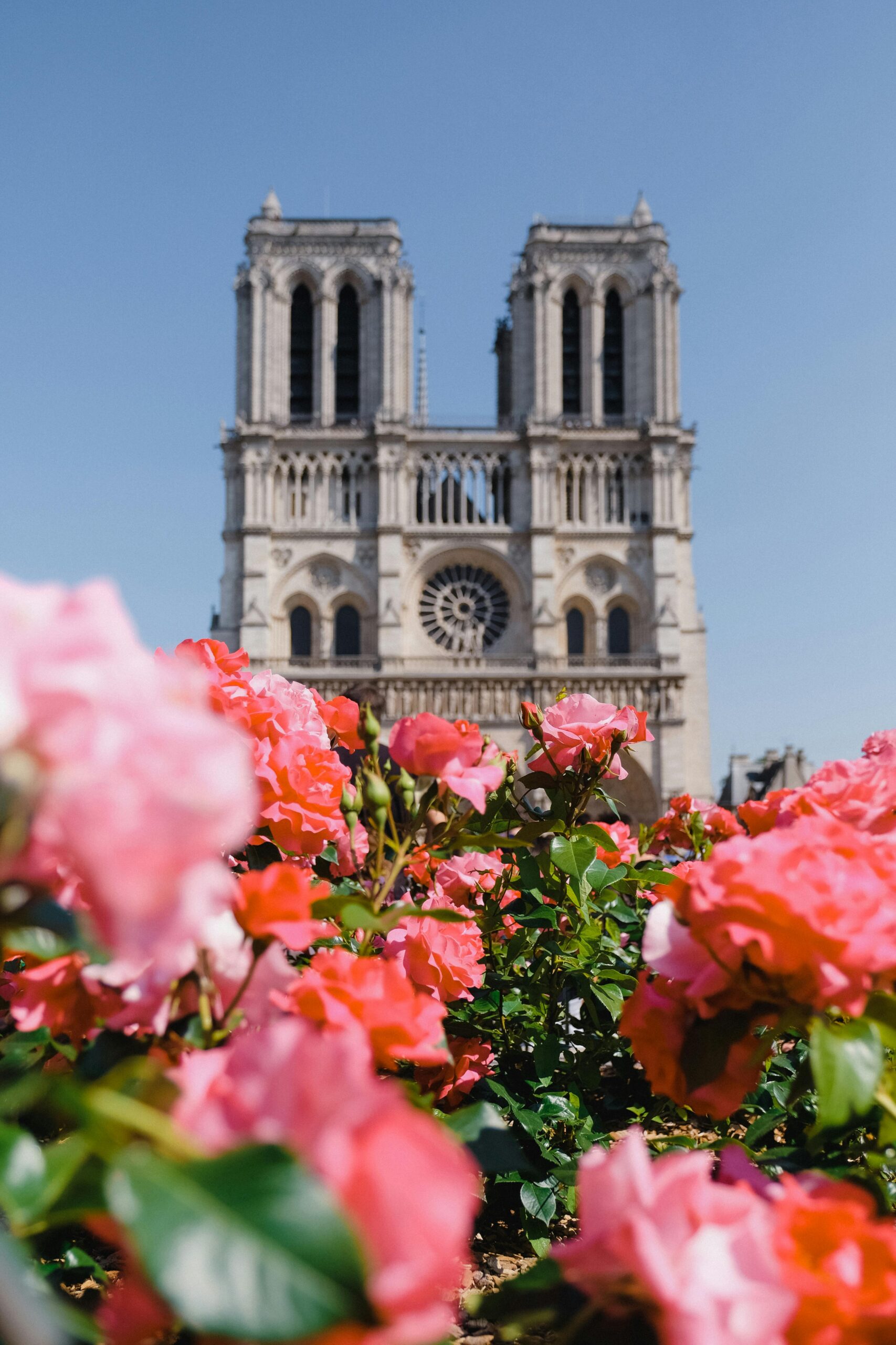 A vibrant view of Notre Dame Cathedral with pink roses in bloom during the day in Paris.